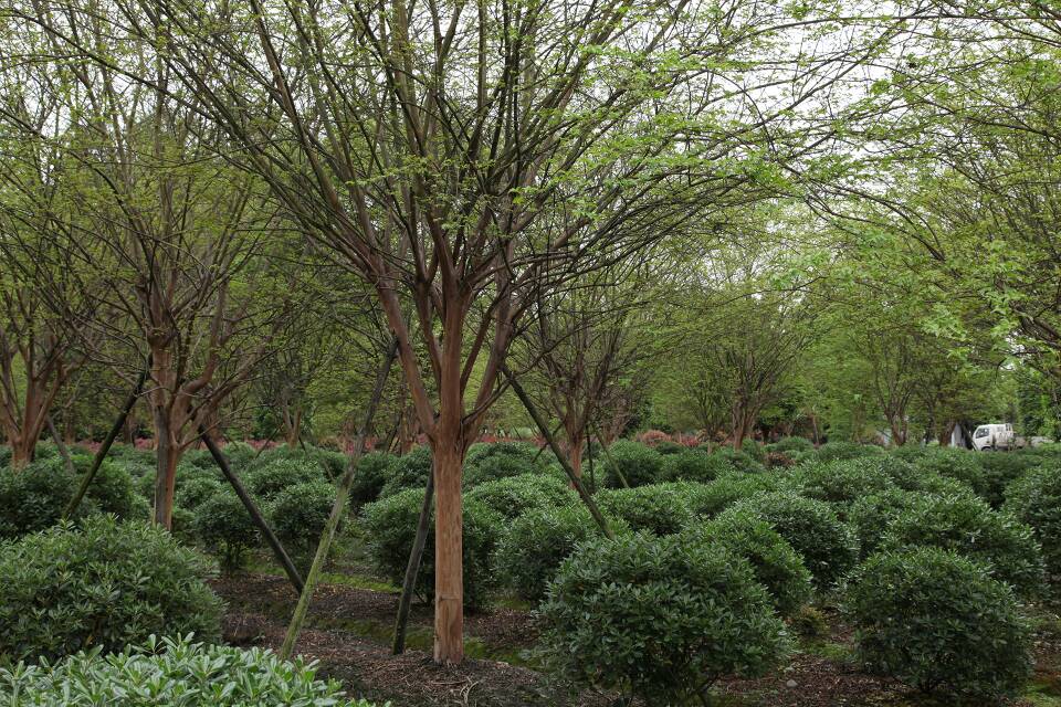 芜湖市城南实验中学举办园林苗木扦插趣味活动助力五育融合